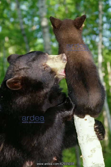 : Black BEAR - female and cub : Black BEAR - female and cub