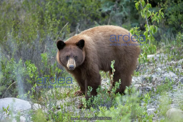  : Black Bear - female - feeding by the side of road