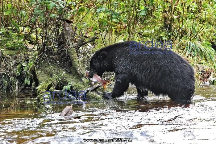 : Black Bear - fishing for salmon : Black Bear - fishing for salmon
