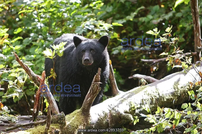 : Black Bear - fishing for salmon : Black Bear - fishing for salmon