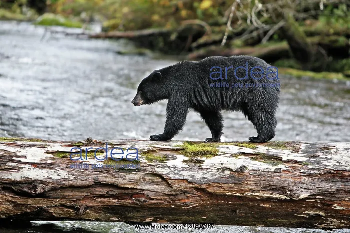 : Black Bear - fishing for salmon : Black Bear - fishing for salmon