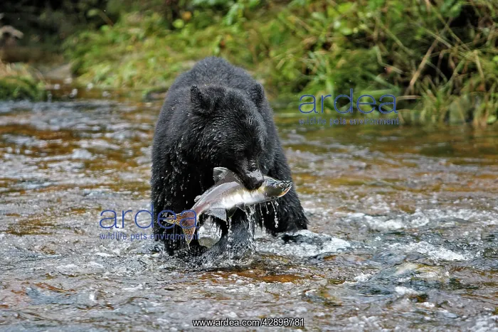 : Black Bear - fishing for salmon : Black Bear - fishing for salmon