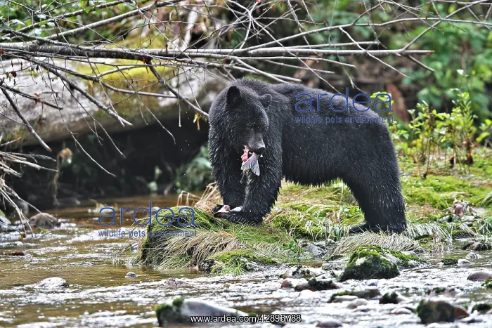 : Black Bear - fishing for salmon : Black Bear - fishing for salmon