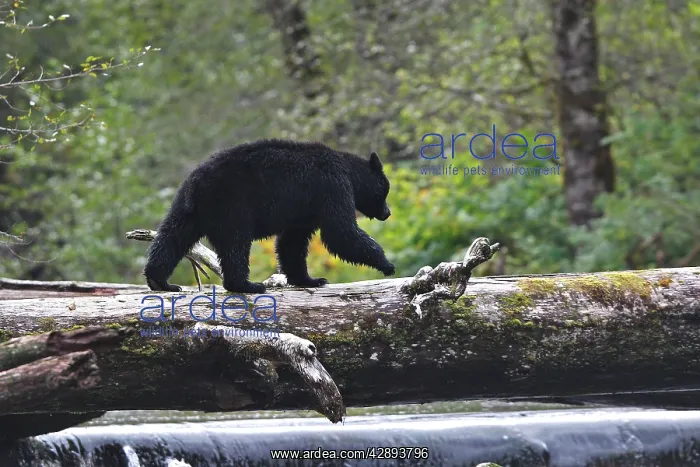 : Black Bear - fishing for salmon : Black Bear - fishing for salmon