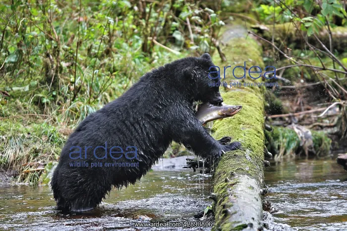 : Black Bear - fishing for salmon : Black Bear - fishing for salmon