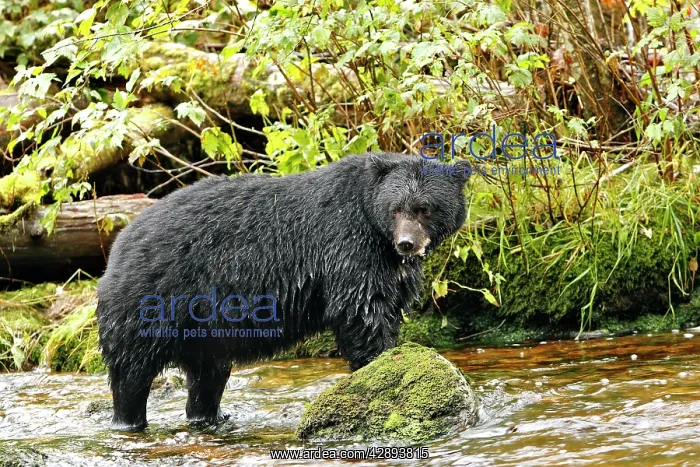 : Black Bear - fishing for salmon : Black Bear - fishing for salmon