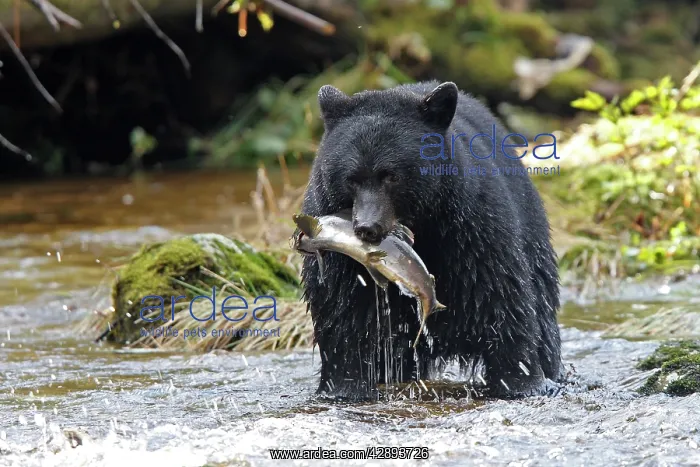 : Black bear fishing for salmon in a river : Black bear fishing for salmon in a river