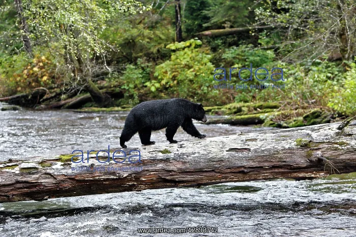 : Black bear fishing for salmon in a river : Black bear fishing for salmon in a river