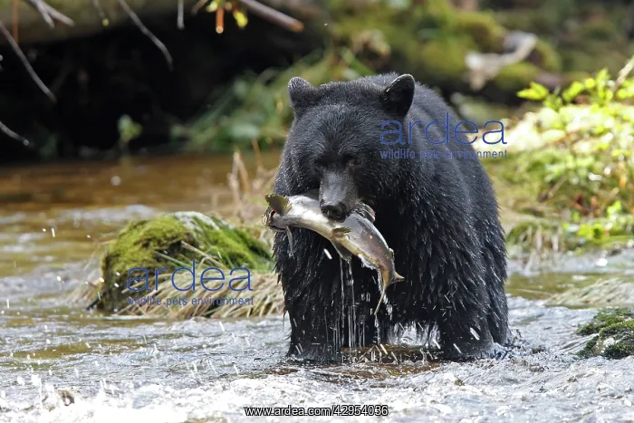 : Black bear fishing for salmon in a river : Black bear fishing for salmon in a river