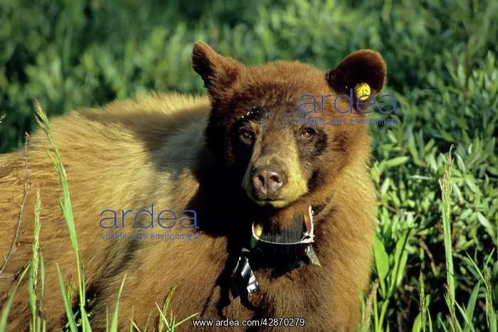 : Black Bear (in cinnamon color phase) equiped with : Black Bear (in cinnamon color phase) equiped with