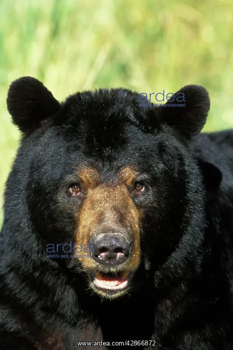: Black Bear - Male or boar : Black Bear - Male or boar