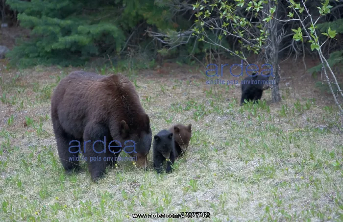 : Black Bear - mother and cubs : Black Bear - mother and cubs
