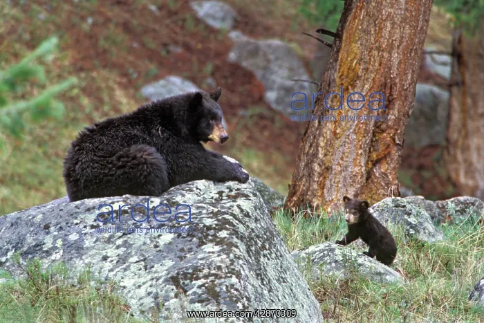 : BLACK BEAR - mother with young cub : BLACK BEAR - mother with young cub