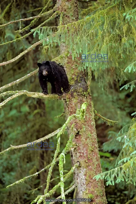 : Black Bear - resting in sitka spruce tree : Black Bear - resting in sitka spruce tree