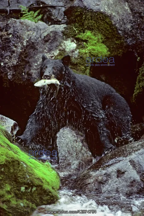 : Black bear - with salmon, in summer : Black bear - with salmon, in summer