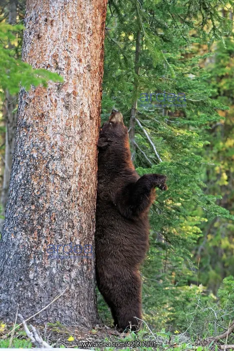 : Black Bear - scratching its back - Dunraven Pass : Black Bear - scratching its back - Dunraven Pass