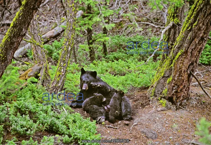 : Black Bear sow nursing young cubs : Black Bear sow nursing young cubs
