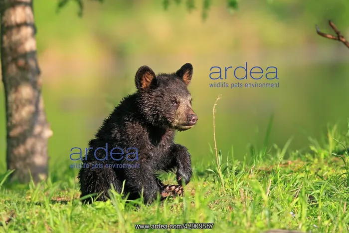 : Black Bear - Spring cub 4 months old : Black Bear - Spring cub 4 months old