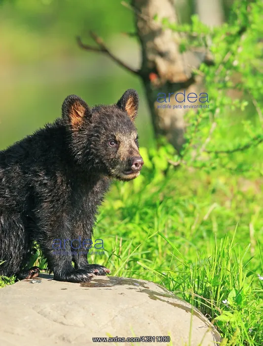 : Black Bear - Spring cub 4 months old : Black Bear - Spring cub 4 months old