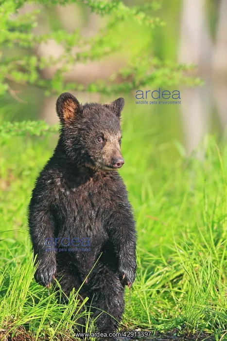: Black Bear - Spring cub 4 months old : Black Bear - Spring cub 4 months old