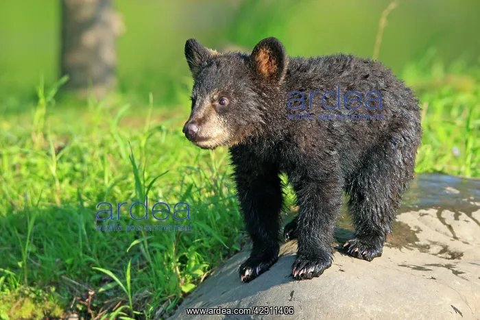 : Black Bear - Spring cub 4 months old : Black Bear - Spring cub 4 months old