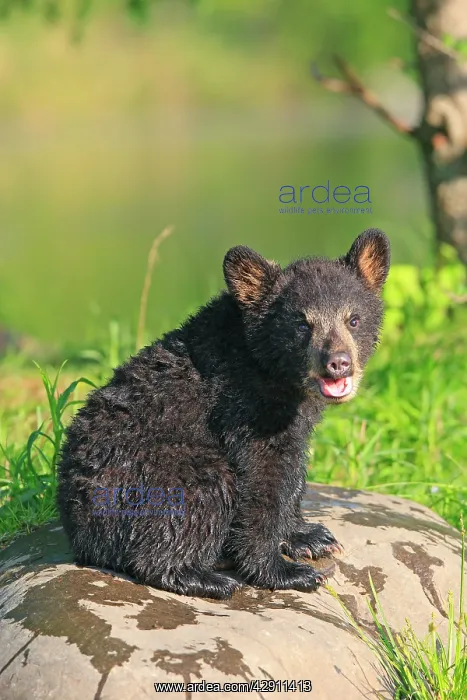 : Black Bear - Spring cub 4 months old : Black Bear - Spring cub 4 months old