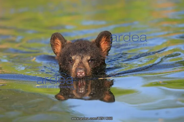 : Black Bear - Spring cub 4 months old swimming in water : Black Bear - Spring cub 4 months old swimming in water