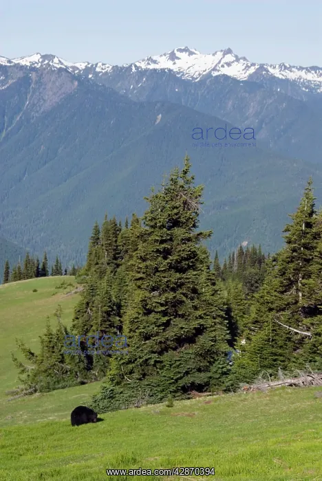 : Black Bear - in subalpine meadow : Black Bear - in subalpine meadow