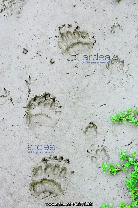 : Black Bear - tracks with Coyote (Canis latrans) : Black Bear - tracks with Coyote (Canis latrans)