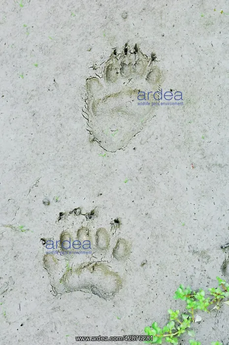 : Black Bear tracks in mud along pond edge - summer : Black Bear tracks in mud along pond edge - summer