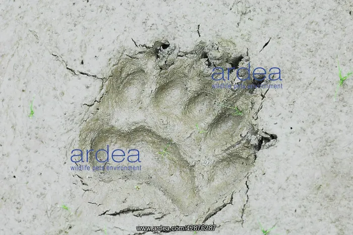 : Black Bear - tracks in mud along pond edge - summer : Black Bear - tracks in mud along pond edge - summer