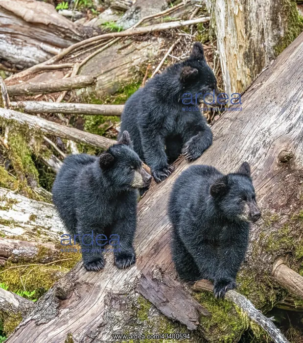 : These black bear triplets hang out waiting for Mom : These black bear triplets hang out waiting for Mom