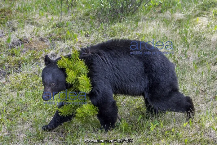 : Black Bear (Ursus americanus) being aggressive by : Black Bear (Ursus americanus) being aggressive by