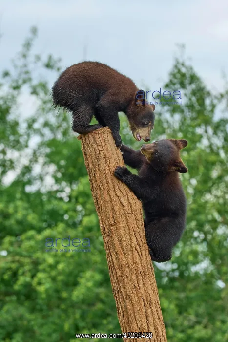 : Black bear (Ursus americanus), two cub climbing : Black bear (Ursus americanus), two cub climbing