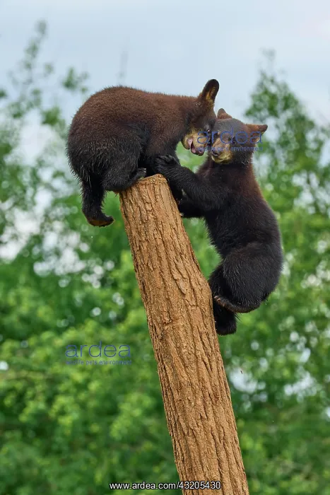 : Black bear (Ursus americanus), two cub climbing : Black bear (Ursus americanus), two cub climbing