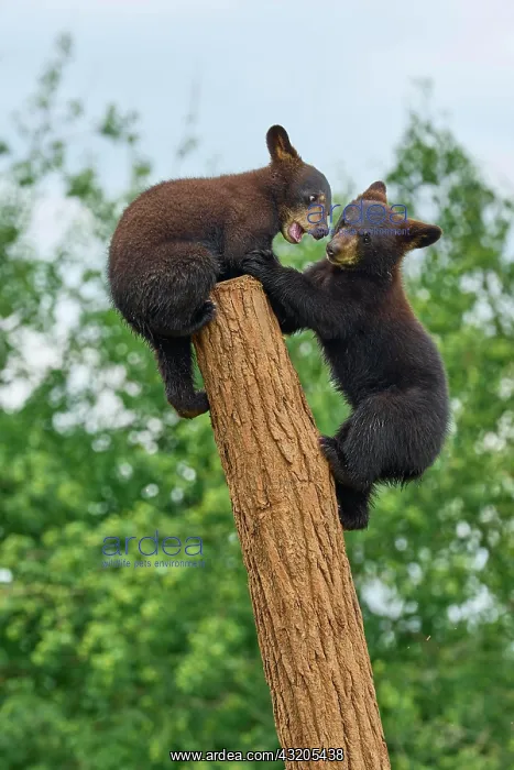 : Black bear (Ursus americanus), two cub climbing : Black bear (Ursus americanus), two cub climbing