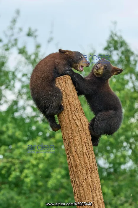 : Black bear (Ursus americanus), two cub climbing : Black bear (Ursus americanus), two cub climbing