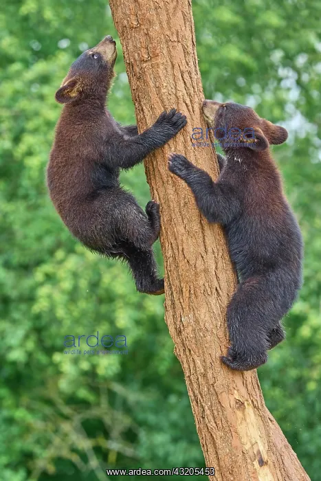 : Black bear (Ursus americanus), two cub climbing : Black bear (Ursus americanus), two cub climbing