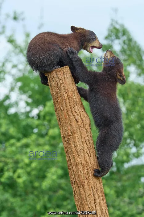 : Black bear (Ursus americanus), two cub climbing : Black bear (Ursus americanus), two cub climbing