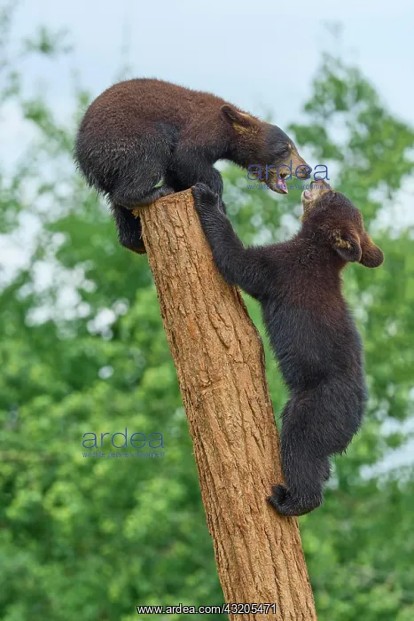  : Black bear (Ursus americanus), two cub climbing