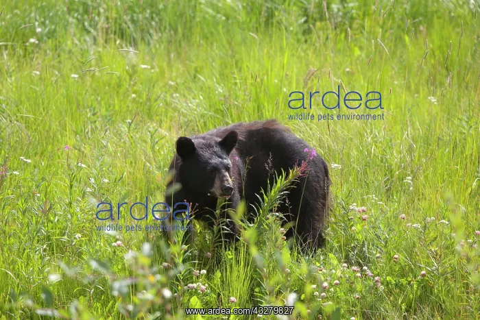 : Black bear (Ursus americanus), feeding, Kluane National : Black bear (Ursus americanus), feeding, Kluane National