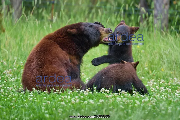 : Black bear (Ursus americanus), mother with two cubs, captive : Black bear (Ursus americanus), mother with two cubs, captive