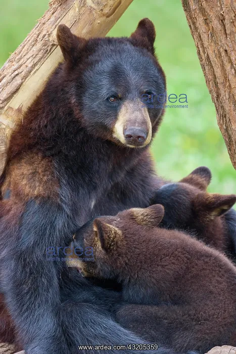 : Black bear (Ursus americanus), mother suckling t : Black bear (Ursus americanus), mother suckling t