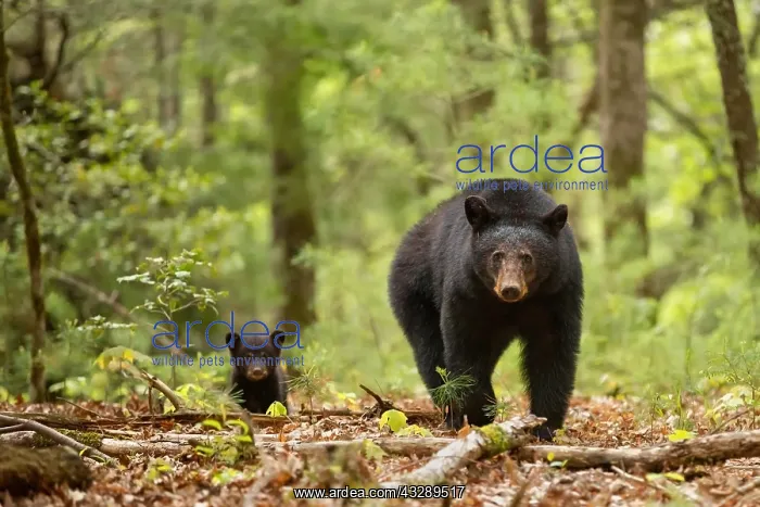  : Black Bear (Ursus americanus) and newborn cub