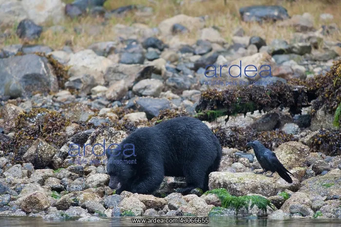 : Crow. Black bear (Ursus americanus) searching for clams on rocky beach : Crow. Black bear (Ursus americanus) searching for clams on rocky beach