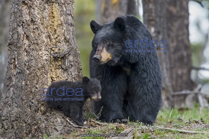 : Black Bear (Ursus americanus) sow watches over young : Black Bear (Ursus americanus) sow watches over young