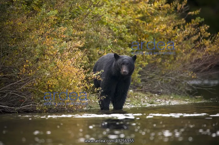  : Black Bear (Ursus americanus) standing at the e
