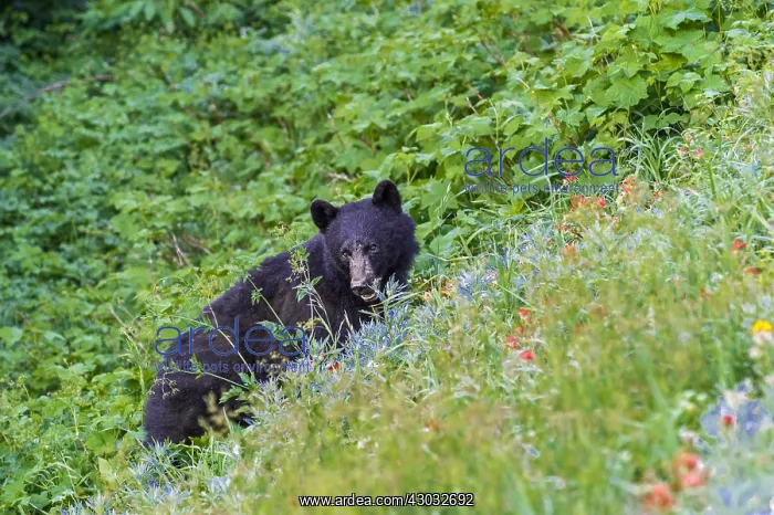 : Black Bear (Ursus americanus) among subalpine wildflowers : Black Bear (Ursus americanus) among subalpine wildflowers