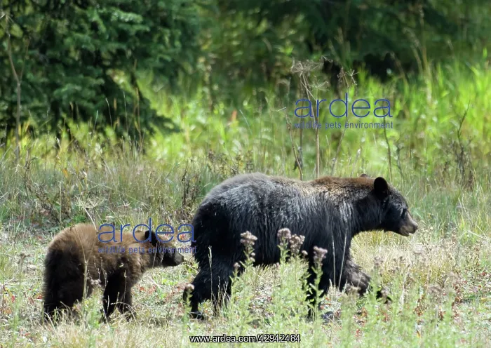 : Black Bear - Walking with cub following behind : Black Bear - Walking with cub following behind