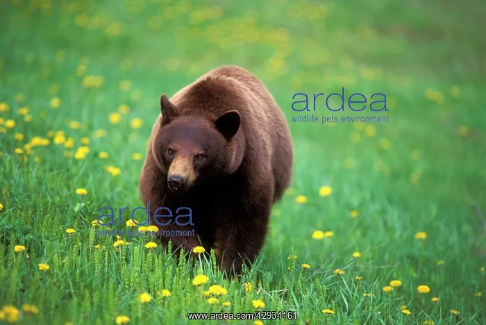 : Black Bear walking in spring meadow, British Columbia : Black Bear walking in spring meadow, British Columbia